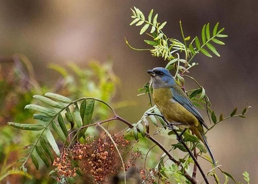Cusco: Huacarpay Lake Bird Watching Tour with Breakfast - The Walk and Bird Watching