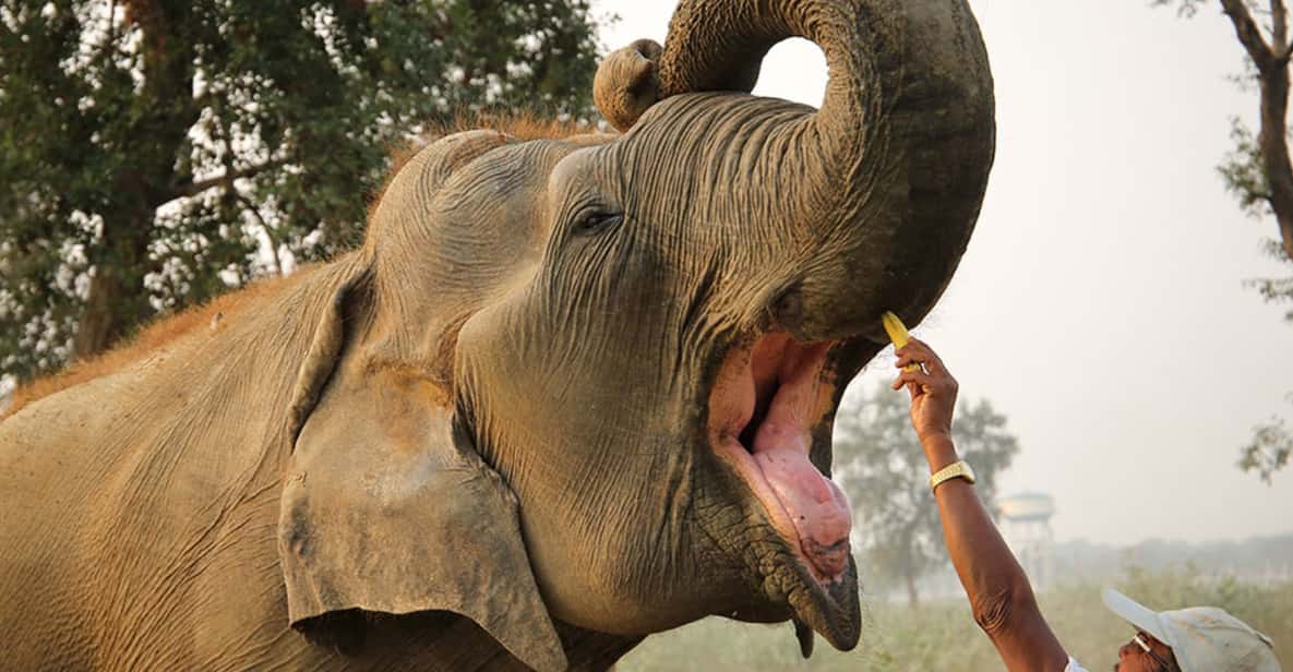 From Agra: Taj Mahal Tour w/ Elephant Conservation - Who Should Book This Tour?