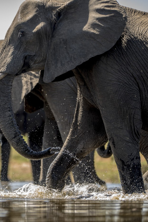 From Agra: Taj Mahal Tour w/ Elephant Conservation - Why This Tour Works Well