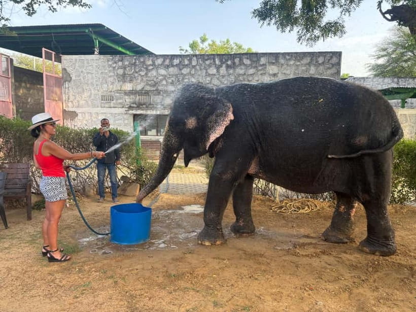 From Delhi: Taj Mahal Sunrise and Elephant Conservation Tour - Authentic Experiences and Real Traveler Insights