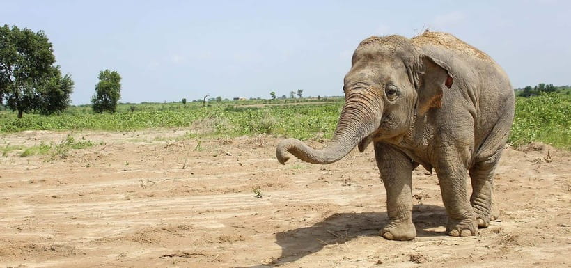 From Delhi: Taj Mahal Sunrise and Elephant Conservation Tour - Final Thoughts: Who Is This Tour Best For?  