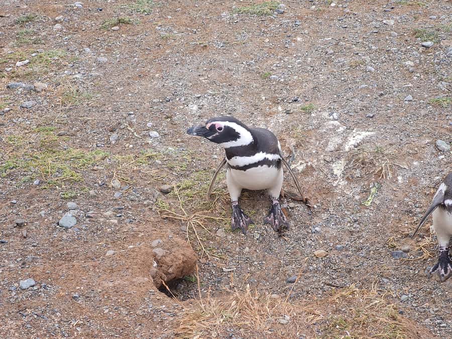 Magdalena Island: Walk with the penguins - Key Points