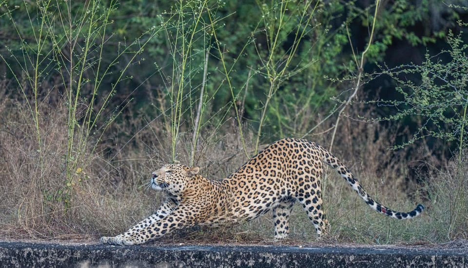 Jaipur: Leopards Safari Tour at Jhalana l Spot Wild Animals - Why This Tour Offers Good Value