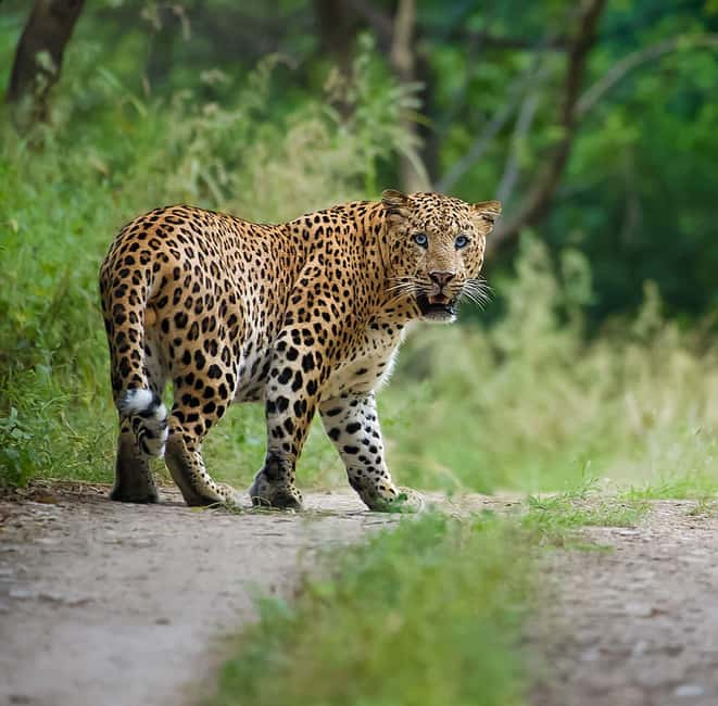 Jaipur: Leopards Safari Tour at Jhalana l Spot Wild Animals - Good To Know