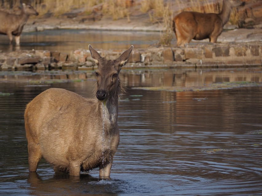 Jaipur: Leopards Safari Tour at Jhalana l Spot Wild Animals - Who Will Enjoy This Safari?