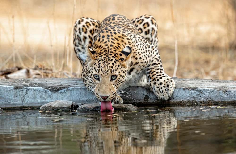 Jaipur: Leopards Safari Tour at Jhalana l Spot Wild Animals - The Experience: What You Can Expect