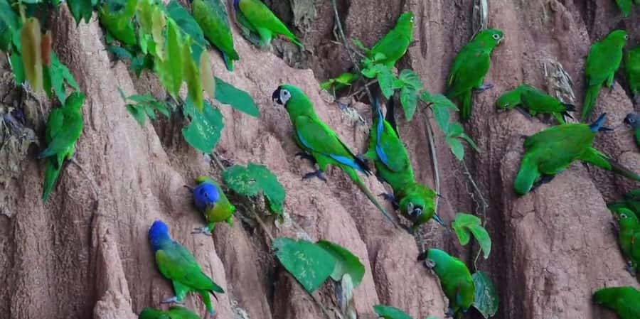Puerto Maldonado: Parrot and Macaw Clay Lick Excursion - Who Should Consider This Tour?