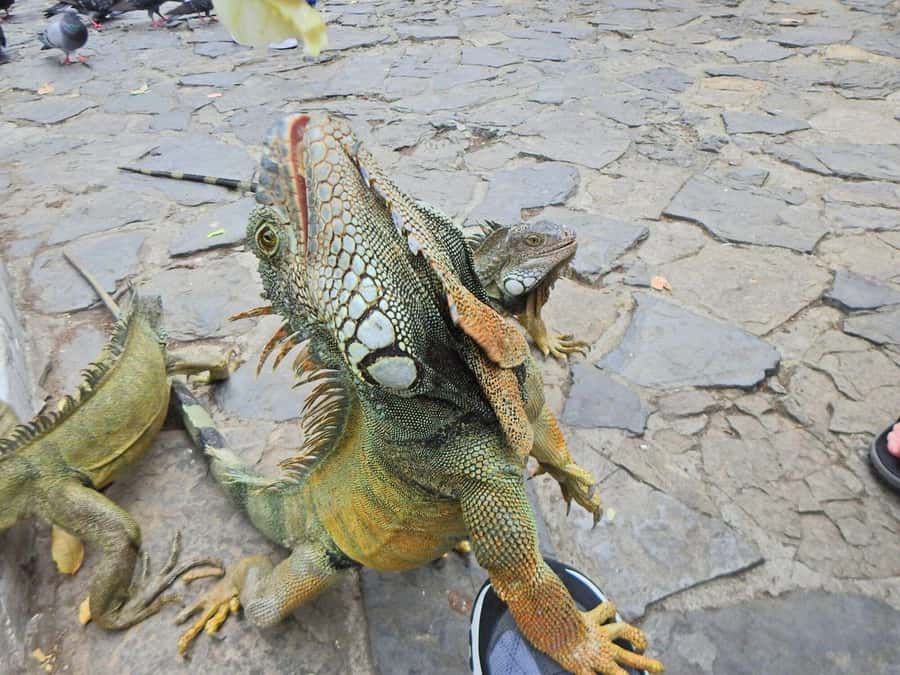 Guayaquil: Personalized City Tour with Guide - Analyzing the Value