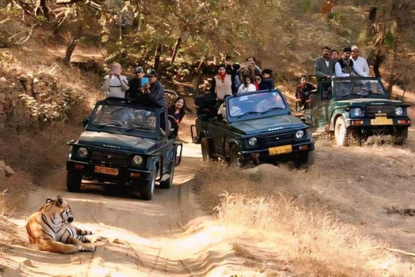 Canter Safari: Skip-the-line Entry Ranthambore Tiger Reserve - An In-Depth Look at the Ranthambore Safari Experience