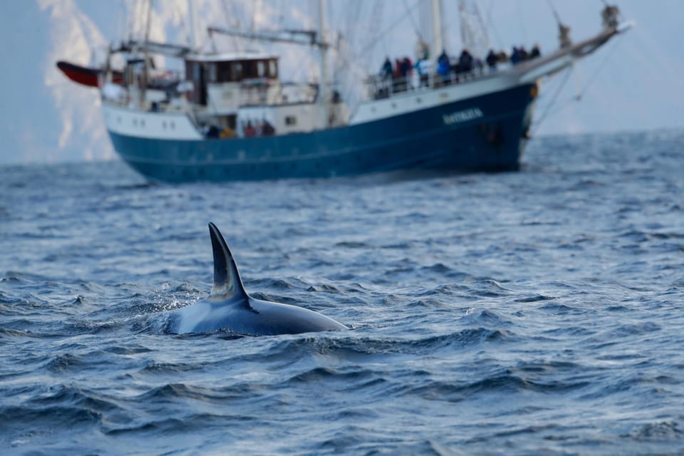 Tromsø: Orca and Whale Watching comfort heated boat Trip - Key Points