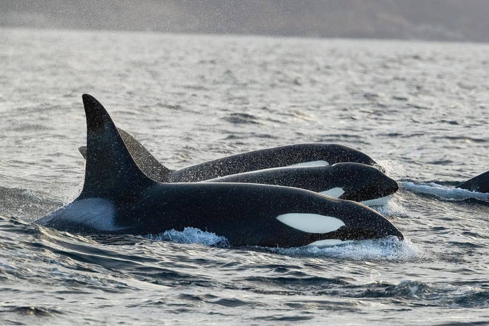Tromsø: Orca and Whale Watching comfort heated boat Trip - The Experience in Detail
