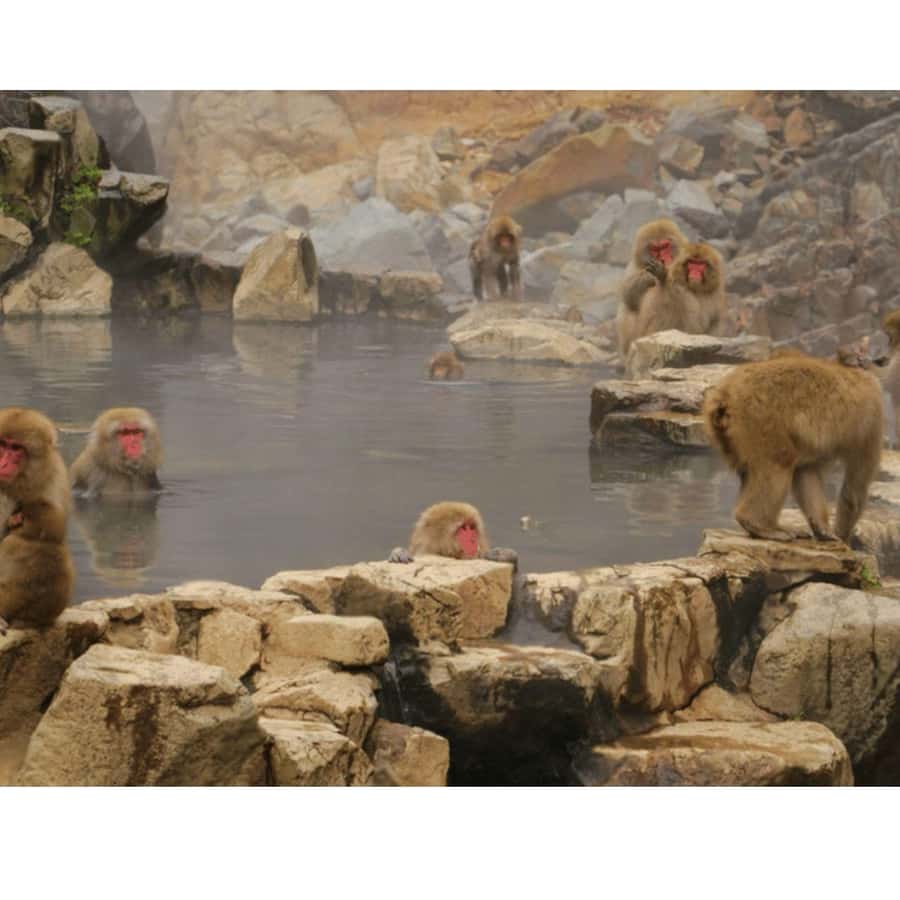 Nagano/ Tokyo: Snow Monkey Private Day Tour Fully Customised - The Comfort and Convenience of Luxury Transportation
