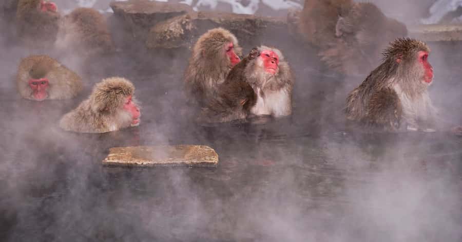 Nagano/ Tokyo: Snow Monkey Private Day Tour Fully Customised - Yamanouchi: Scenic Wrap-up