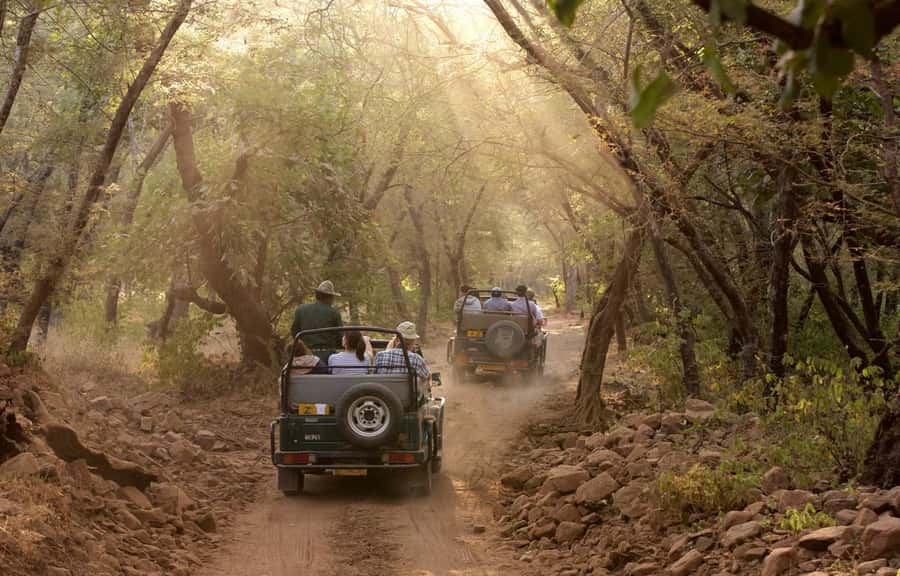 Delhi: Ranthambore National Park 3-Day Tour with Safari. - What You Can Expect: Wildlife Encounters & Comfort