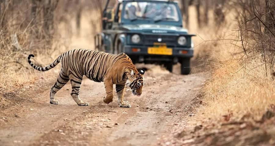 Delhi: Ranthambore National Park 3-Day Tour with Safari. - Who Should Consider This Tour?