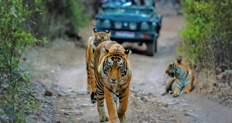 Delhi: Ranthambore National Park 3-Day Tour with Safari. - The Sum Up