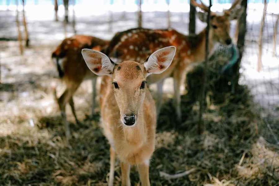 Koh Samui: Koh Madsum, Koh Tan & Koh Rap by Longtail Boat - Pricing and Value