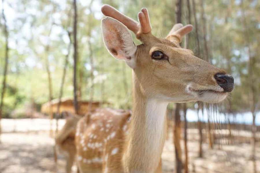 Koh Samui: Koh Madsum, Koh Tan & Koh Rap by Longtail Boat - Final Thoughts