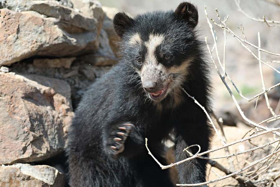 Chiclayo: Chaparri Ecological Reserve Tour - A Genuine Exploration of Peru’s Dry Forest