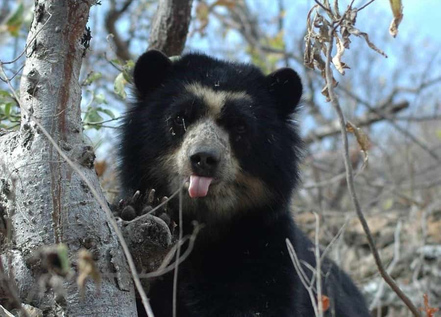 Chiclayo: Chaparri Ecological Reserve Tour - Who Will Love This Tour?
