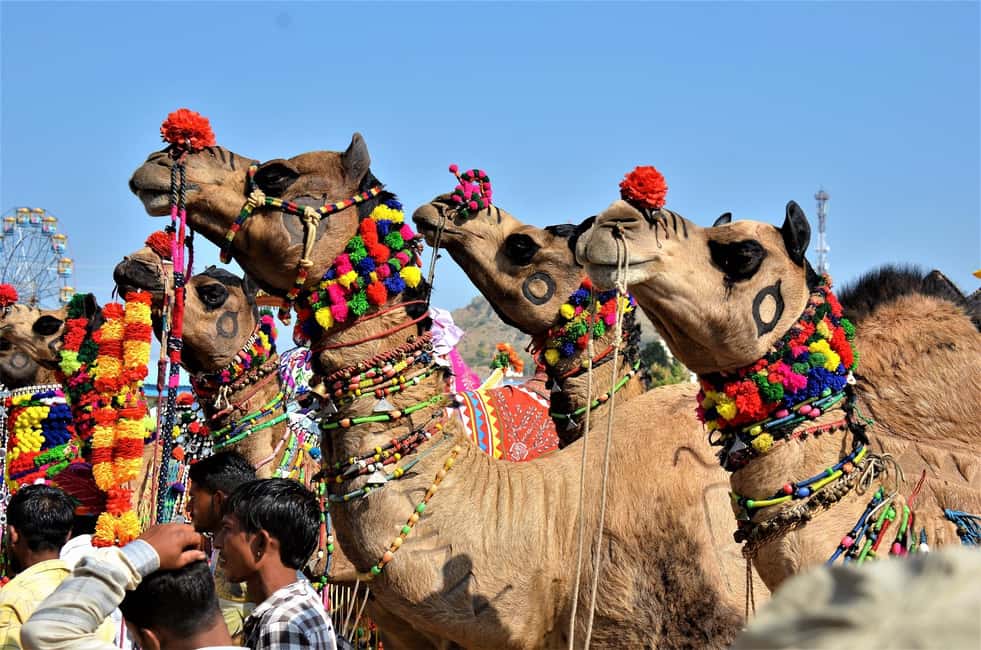 10 Days Rajasthan & Golden Triangle with Tiger Safari Tour - Key Points