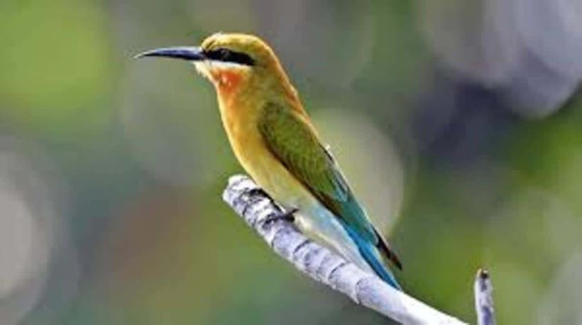 Bentota: River Safari with Hotel Pickup and Drop-Off - Good To Know