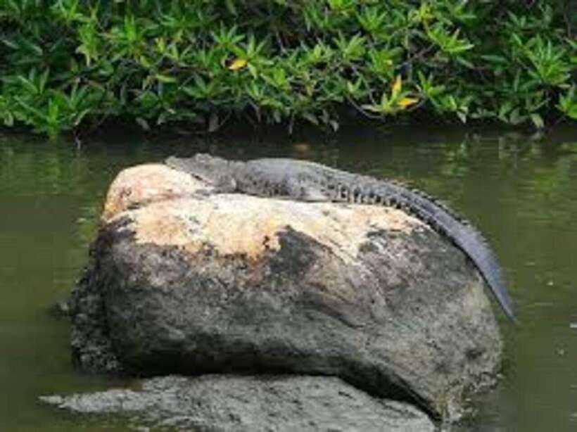 Bentota: River Safari with Hotel Pickup and Drop-Off - Frequently Asked Questions