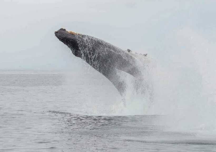Whale Watching Boat Tour from Hikkaduwa - FAQs