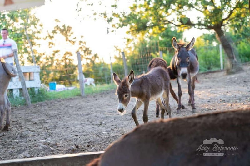 From Podgorica: Donkey Farm Visit - Final Thoughts