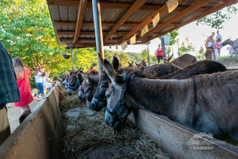 From Podgorica: Donkey Farm Visit - Who Will Love This Tour?