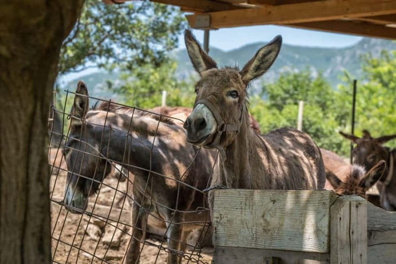 From Podgorica: Donkey Farm Visit - A Close Look at the Donkey Farm Experience