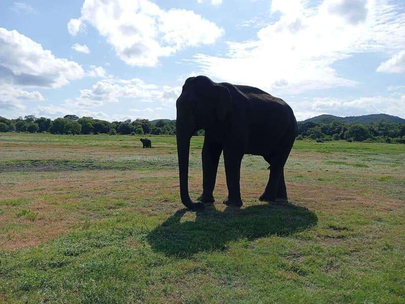 Minneriya: Elephant Safari at Minneriya Park - Hotel Pickup - Who Is This Tour Best For?