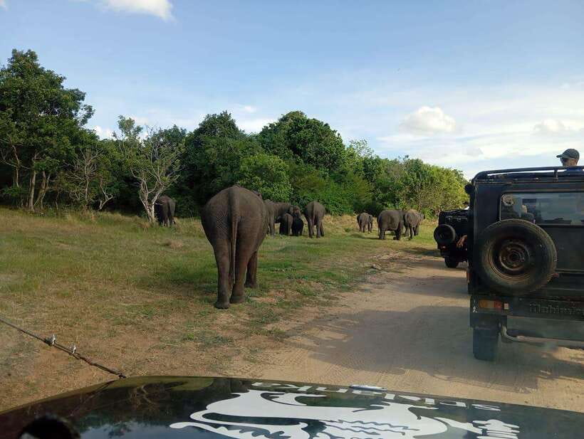 Minneriya: Elephant Safari at Minneriya Park - Hotel Pickup - The Sum Up