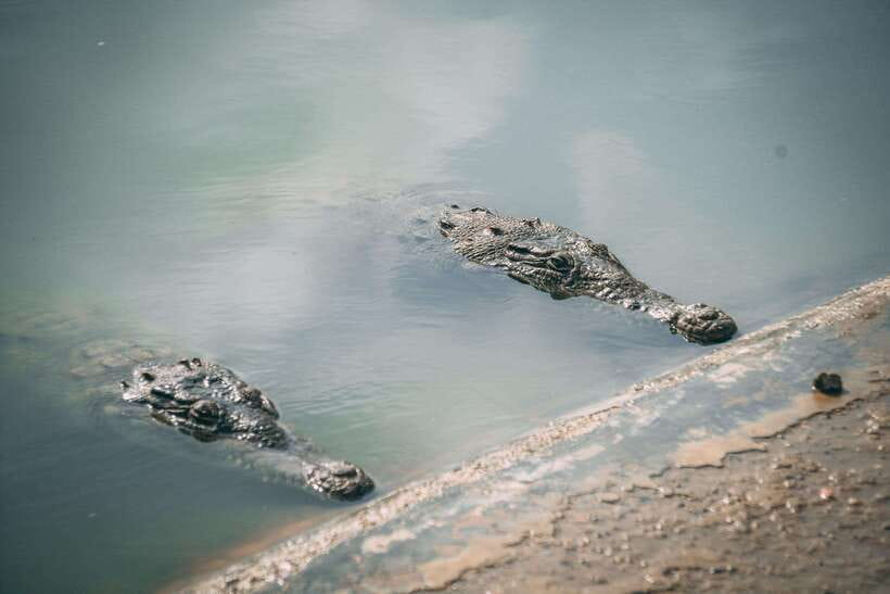 Mancora: Puerto Pizarro - Tour Mangrove Mysteries - Key Points