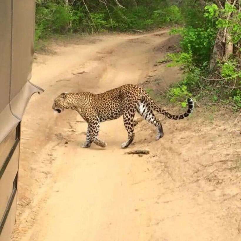 Yala National Park: All Inclusive Private Safari Day Trip - Who Would Love This Tour?