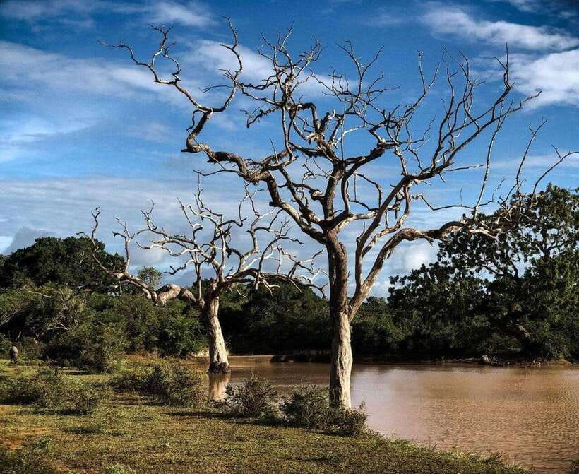 Yala National Park: All Inclusive Private Safari Day Trip - Good To Know