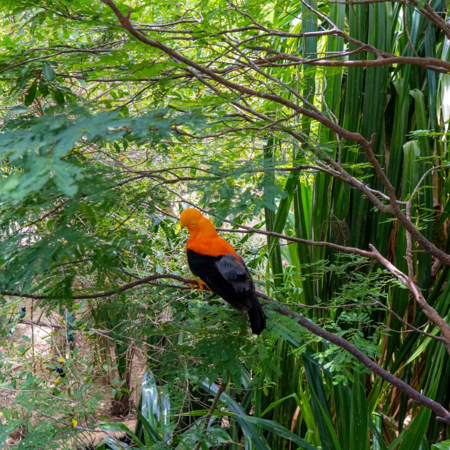 Discover the Fascinating National Aviary located in Baru Island, Cartagena. - FAQs