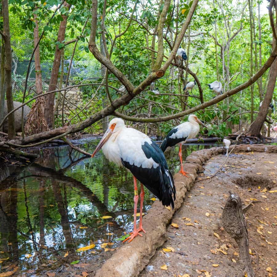 Discover the Fascinating National Aviary located in Baru Island, Cartagena. - Practical Tips for Your Day Out