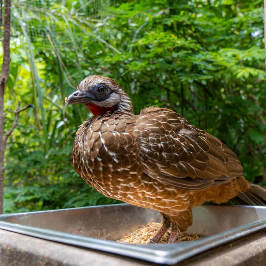 Discover the Fascinating National Aviary located in Baru Island, Cartagena. - Key Points