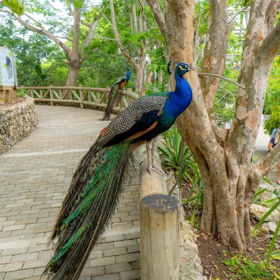 Discover the Fascinating National Aviary located in Baru Island, Cartagena. - In-Depth Review of the Baru Island and National Aviary Tour