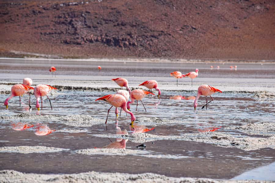 Uyuni: 3-Day Salt Flats Tour with San Pedro de Atacama Trip - An In-Depth Look at the 3-Day Salt Flats Tour