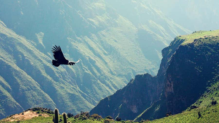 Arequipa: Colca Canyon and Thermal Baths Day Tour - Discovering the Magic of the Colca Canyon and Thermal Baths from Arequipa
