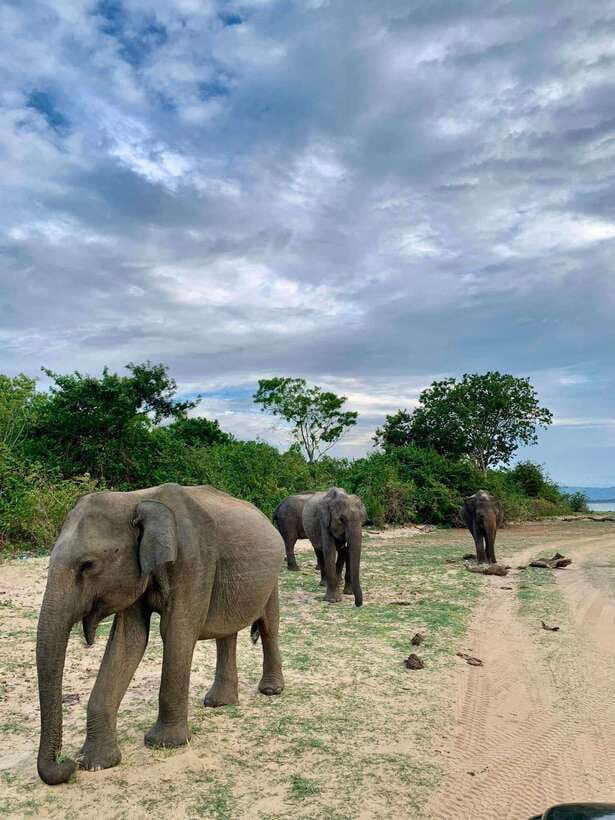 Yala National Park - All Inclusive Safari Day Tour - Pricing and Value: Is It Worth It?