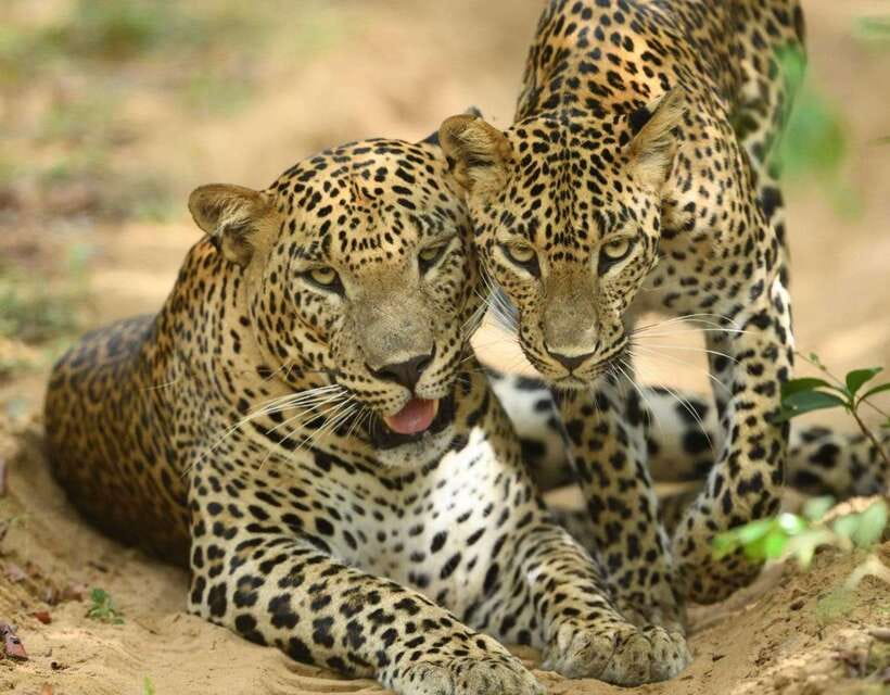 Yala National Park - All Inclusive Safari Day Tour - In-Depth Review of the Yala Safari Experience