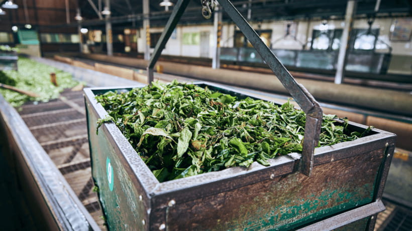 Taipei: Daxi Old Street and Tea Factory, Xiaowulai Day Tour - Discovering Daxi and Xiaowulai: A Well-Rounded Day Trip