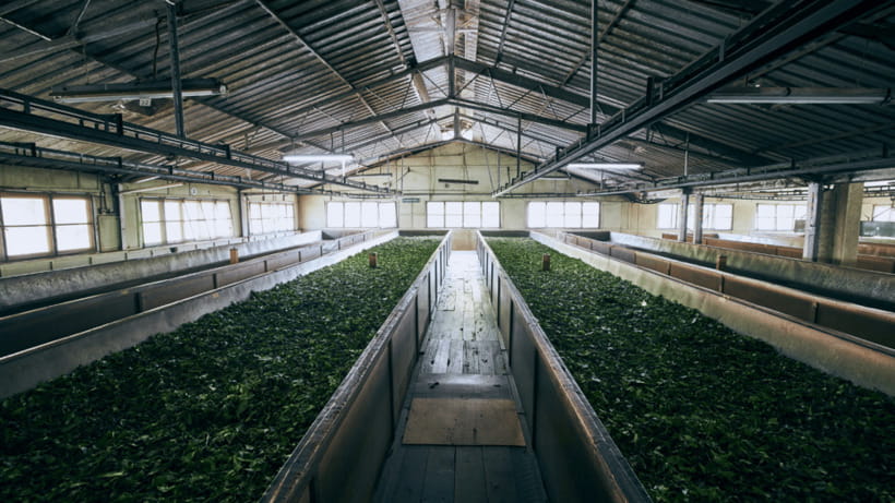 Taipei: Daxi Old Street and Tea Factory, Xiaowulai Day Tour - Tea Tasting at Daxi Tea Factory