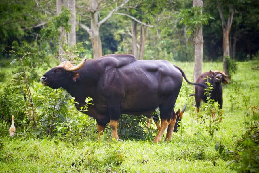 Hua Hin: Kui Buri Wild Elephant Watching Tour - FAQ