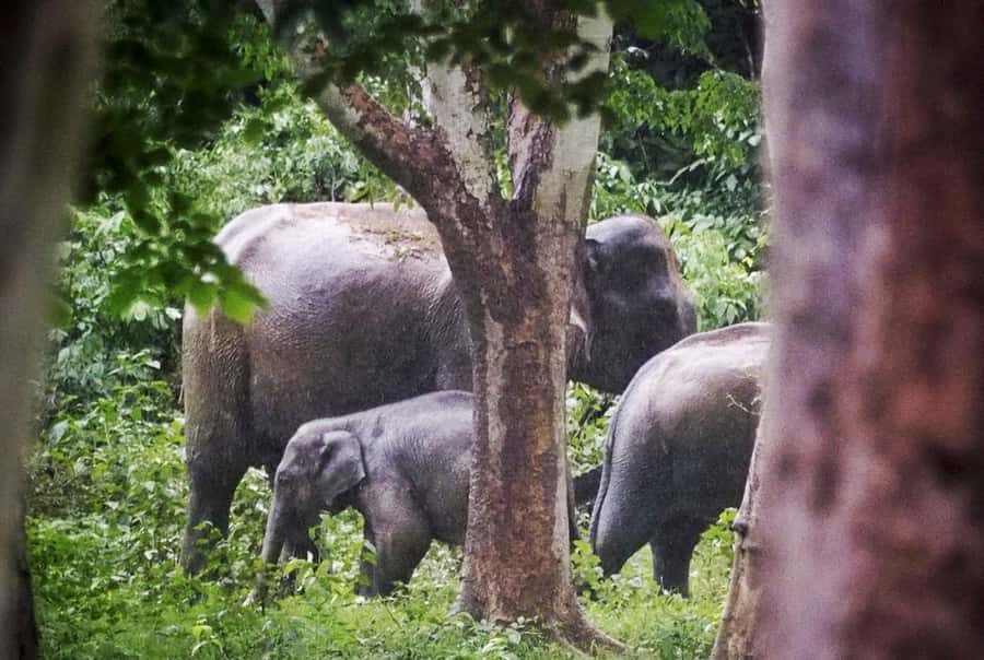 Hua Hin: Kui Buri Wild Elephant Watching Tour - Final Thoughts