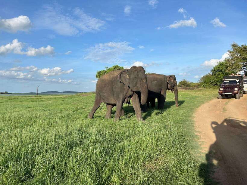 Minneriya National Park : Private Safari - The Practicalities: What’s Included and What to Consider