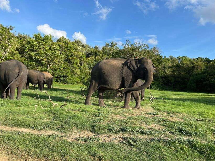 Minneriya National Park : Private Safari - Final Thoughts